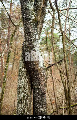 Deux arbres entremêlés dans la forêt, le jour du printemps Banque D'Images