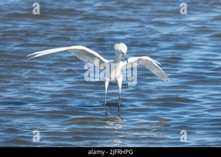 Un Egret rouge morph blanc court dans sa 'lance' de chasse dans les eaux peu profondes de la Laguna Madre, South Padre Island, Texas. Banque D'Images