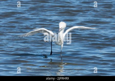 Un Egret rouge morph blanc court dans sa 'lance' de chasse dans les eaux peu profondes de la Laguna Madre, South Padre Island, Texas. Banque D'Images