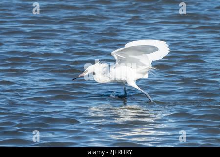 Un Egret rouge morph blanc court dans sa 'lance' de chasse dans les eaux peu profondes de la Laguna Madre, South Padre Island, Texas. Banque D'Images