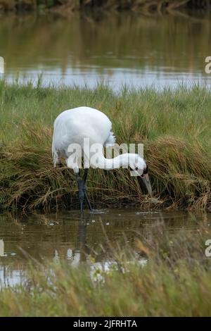 Une grue blanche, Grus americana, attrape un crabe dans la réserve naturelle nationale d'Aransas, au Texas. Banque D'Images