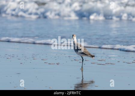 A Willet, Tringa semipalmata, recherche de petites proies sur la plage de South Padre Island, Texas. Banque D'Images