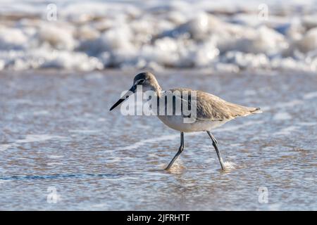 A Willet, Tringa semipalmata, recherche de petites proies sur la plage de South Padre Island, Texas. Banque D'Images