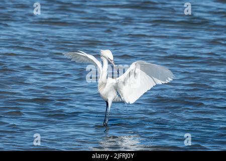 Un Egret rouge morph blanc court dans sa 'lance' de chasse dans les eaux peu profondes de la Laguna Madre, South Padre Island, Texas. Banque D'Images