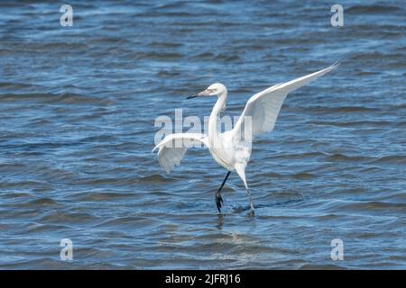 Un Egret rouge morph blanc court dans sa 'lance' de chasse dans les eaux peu profondes de la Laguna Madre, South Padre Island, Texas. Banque D'Images