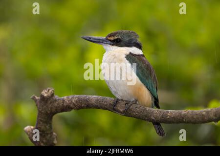 Kingfisher sacré (Tobraphus sanctutus vagans) Nouvelle-Zélande, crédit:Robin Bush / Avalon Banque D'Images