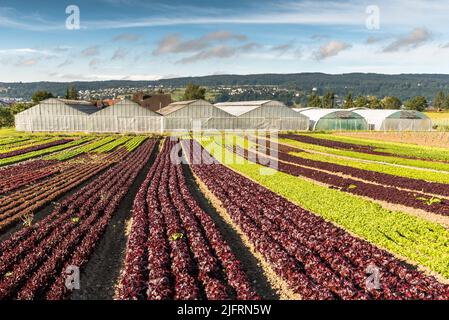 Rangées de laitue sur un champ et serres, île de Reichenau, Bade-Wurtemberg, Allemagne Banque D'Images