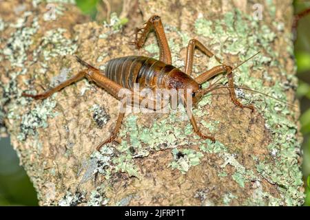 Petite île de la Barrière la géante Weta ou Wetapunga femelle (Deinacrida hetera), Nouvelle-Zélande endémique. Weta géant, un des insectes les plus lourds au monde, il peut Banque D'Images