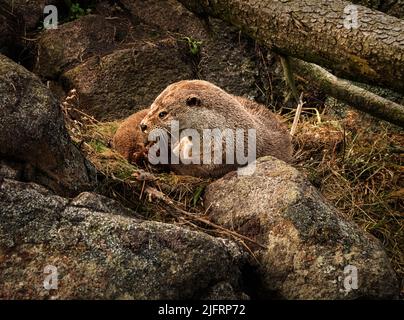 Otter eurasien (Lutra lutra) à l'aquarium d'Alesund (Ålesund) (Atlanterhavsparken), Norvège Banque D'Images