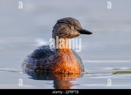 Nouvelle-Zélande Dabchick (Poliocephalus rufopectus) Nouvelle-Zélande., crédit:Robin Bush / Avalon Banque D'Images