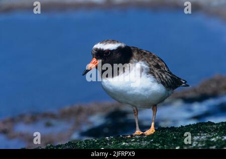 Pluvier de la Nouvelle-Zélande (Thinornis novaeseelandiae) sur les îles Chatham, Nouvelle-Zélande. Espèces en voie de disparition. Cette femelle photographiée sur le sud-est de I Banque D'Images