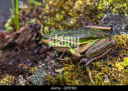 Grenouille verte et dorée ( Litoria aurea ) assise parmi les roches couvertes de mousse. Auckland Nouvelle-Zélande, crédit : Robin Bush / Avalon Banque D'Images