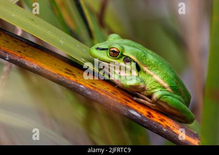 Grenouille verte et dorée ( Litoria aurea ) assise parmi les roseaux. Introduit en Nouvelle-Zélande depuis l'Australie où il est devenu en danger, Credit:RO Banque D'Images