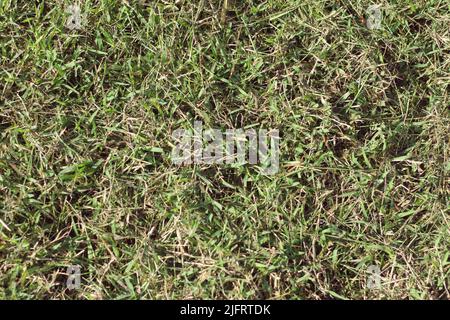 L'herbe sèche comme arrière-plan ou la texture de gros plan Banque D'Images