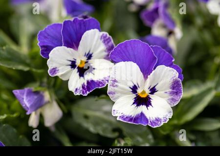 Pansy à cornes, fleurs de Viola cornuta en gros plan Banque D'Images