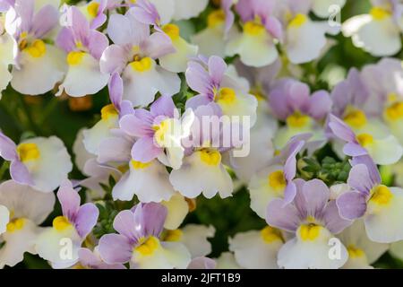 Fleurs Nemesia ‘capot de Pâques’ Banque D'Images