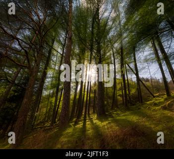 Thirlmere Woods, Lake District, Cumbria, Royaume-Uni. Banque D'Images