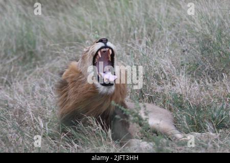 Un gros plan d'un lion sauvage de Barbarie ouvrant sa bouche Banque D'Images