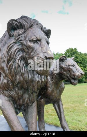 Bristol Downs, Bristol, Royaume-Uni. 5th juillet 2022. Une fierté de 25 Lions de bronze a été placée sur Bristol Downs. Les sculptures fournies par l'organisme de bienfaisance Born Free qui espère sensibiliser la population sauvage de Lion en déclin. Chaque sculpture est basée sur un véritable Lion; à la base de chaque sculpture se trouve une petite bio, dont certaines sont difficiles à lire. Les sculptures sont faites par Gillie et Marc. Crédit : JMF News/Alay Live News Banque D'Images