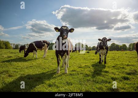 Vaches sur Hungerford Common, Hungerford, Berkshire, Angleterre, Royaume-Uni, Europe Banque D'Images