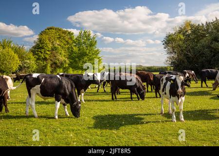 Vaches sur Hungerford Common, Hungerford, Berkshire, Angleterre, Royaume-Uni, Europe Banque D'Images