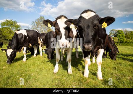 Vaches sur Hungerford Common, Hungerford, Berkshire, Angleterre, Royaume-Uni, Europe Banque D'Images