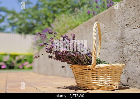 Coupez les fleurs de lavande sèches dans un petit panier en osier dans le jardin à côté des arbustes en lavande fleuris. Été. Banque D'Images