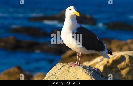Mouette perchée sur un rocher avec littoral rocheux et océan pacifique en arrière-plan. Oiseaux et animaux concept. Banque D'Images