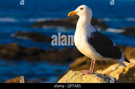 Mouette perchée sur un rocher avec littoral rocheux et océan pacifique en arrière-plan. Oiseaux et animaux concept. Banque D'Images