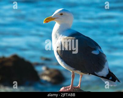 Mouette perchée sur un rocher avec littoral rocheux et océan pacifique en arrière-plan. Oiseaux et animaux concept. Banque D'Images
