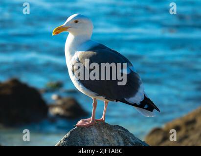 Mouette perchée sur un rocher avec littoral rocheux et océan pacifique en arrière-plan. Oiseaux et animaux concept. Banque D'Images