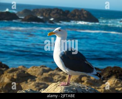 Mouette perchée sur un rocher avec littoral rocheux et océan pacifique en arrière-plan. Oiseaux et animaux concept. Banque D'Images