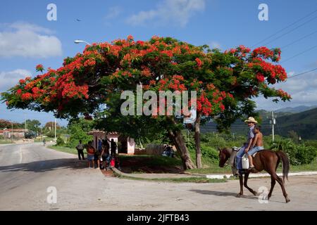 Cuba, Trinidad, les gens attendent le transport sous un arbre flamboyant. Banque D'Images