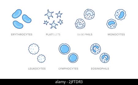 Illustration de la présence de cellules sanguines comprenant des icônes : érythrocytes, plaquettes, basophiles, monocytes, leucocytes, lymphocyte, éosinophile. L'art sur les traits fins Illustration de Vecteur