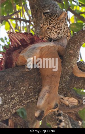 Zambie, Parc national de Luangwa Sud. Léopard africain (SAUVAGE: Panthera pardus pardus) avec mâle impala tuer dans l'arbre à saucisse. Banque D'Images