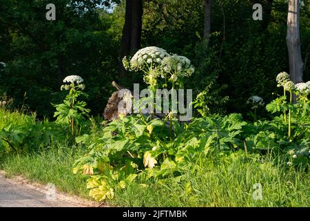 Champ de panais de vache (Heracleum sosnowsky) dans une lumière de coucher de soleil éclatante en été Banque D'Images