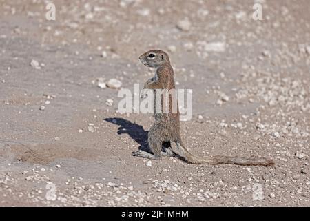 Écureuil d'Afrique du Sud près de Gweta Botswana Banque D'Images