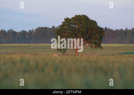 arbre solitaire contre ciel bleu dans le champ de blé Banque D'Images