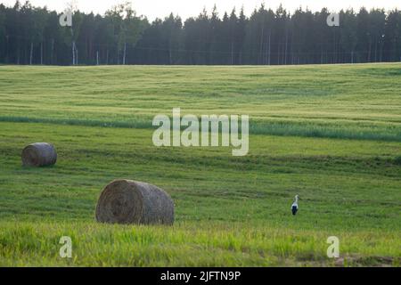 White Stork (Ciconia ciconia) recherche de la nourriture dans un pré fraîchement coupé avec des rouleaux de foin dans la lumière chaude d'un coucher de soleil d'été. Banque D'Images