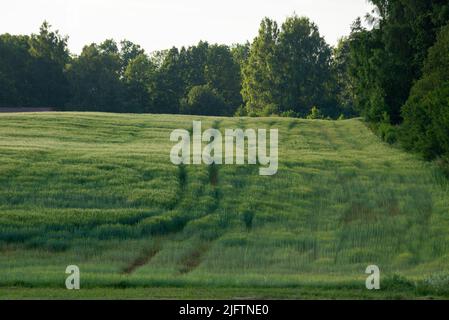 champ vert de blé d'hiver avec des traces de machines agricoles, de pousses du printemps et de ciel à l'horizon Banque D'Images