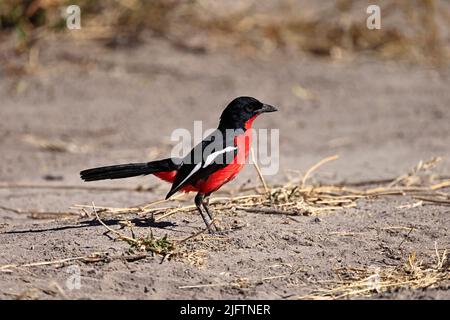 Gonolek croisé cramoisi sur le terrain dans le Kalahari Botswana Banque D'Images