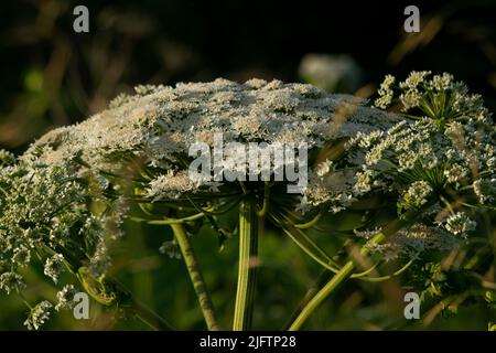 Champ de panais de vache (Heracleum sosnowsky) dans une lumière de coucher de soleil éclatante en été Banque D'Images