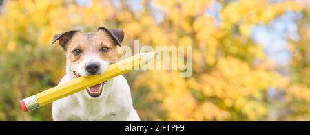 Portrait panoramique d'un chien intelligent tenant dans la bouche gros crayon avec des feuilles jaunes d'automne à l'arrière-plan. Concept de retour à l'école. Banque D'Images