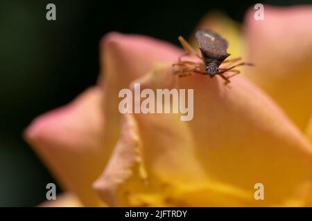 Photo macro d'un insecte de bord de cuir sur une rose orange bleu Banque D'Images