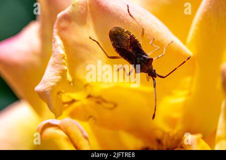 Photo macro d'un insecte de bord de cuir sur une rose orange bleu Banque D'Images