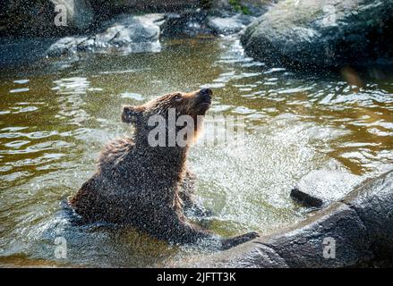 un jeune ours brun dans un étang secoue d'eau Banque D'Images