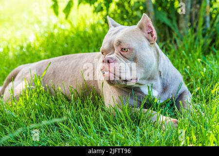 Vue de dessus de chien Bully américain couleur lilas de poche. Banque D'Images