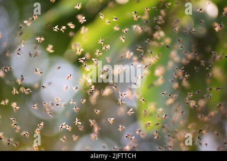 Un essaim d'abeilles volant autour de ruches Banque D'Images