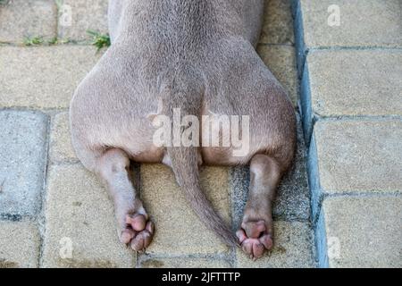 Pattes pour chiens, vue arrière. Chien de couleur lilas américain Bully Puppy allongé sur la cour Banque D'Images