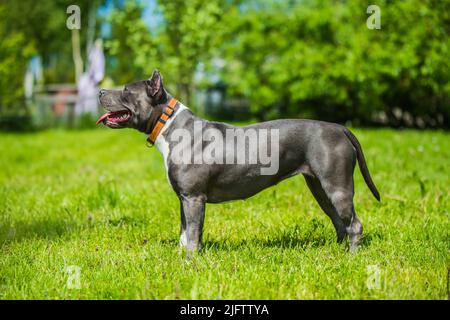 Chien américain Staffordshire Terrier ou AmStaff Banque D'Images